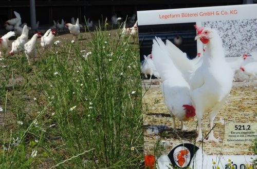 How to take good care of white laying hens and help them achieve their best performance
