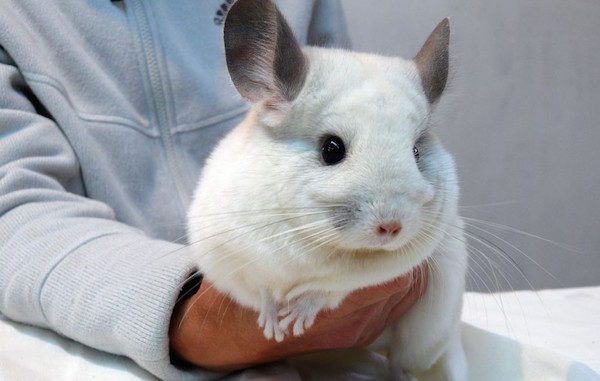 How to tame a chinchilla to your hands and make friends with her