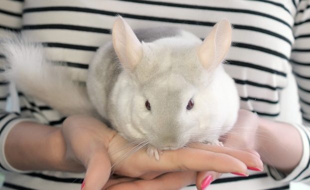 How to tame a chinchilla to your hands and make friends with her