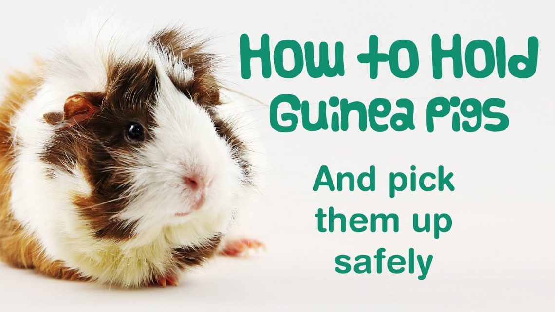 How to tame a guinea pig to your hands, how to stroke and hold it correctly