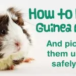 How to tame a guinea pig to your hands, how to stroke and hold it correctly