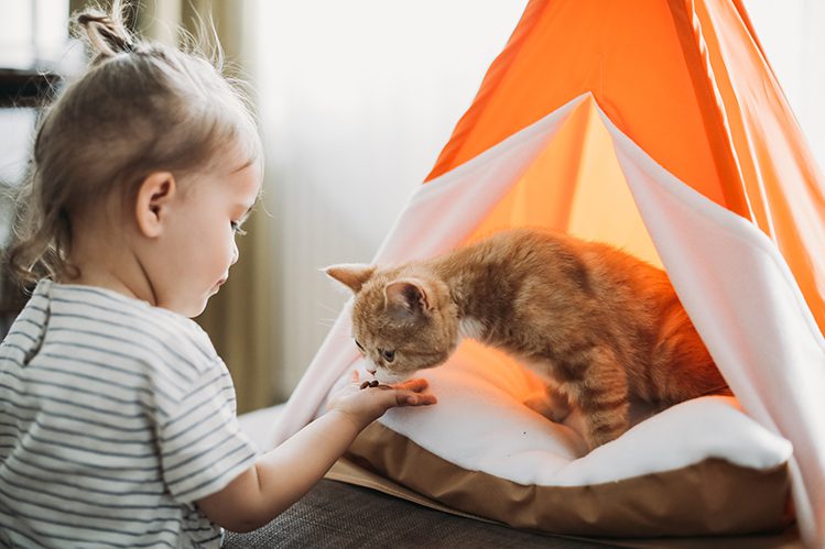 How to teach a child to play with a cat?