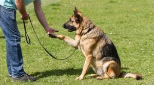 How to teach a dog to give a paw, methods and exercises for training a team, timing of dog training
