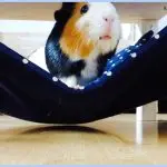 How to teach a guinea pig to hands, a toilet, a drinking bowl, a hammock