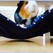 Guinea pig &#8211; how many years can this animal live at home?