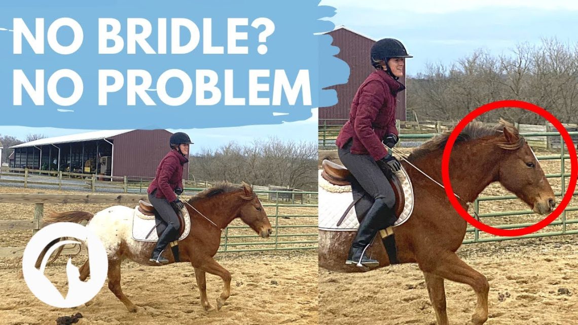 How to teach a horse to handle without a bridle?