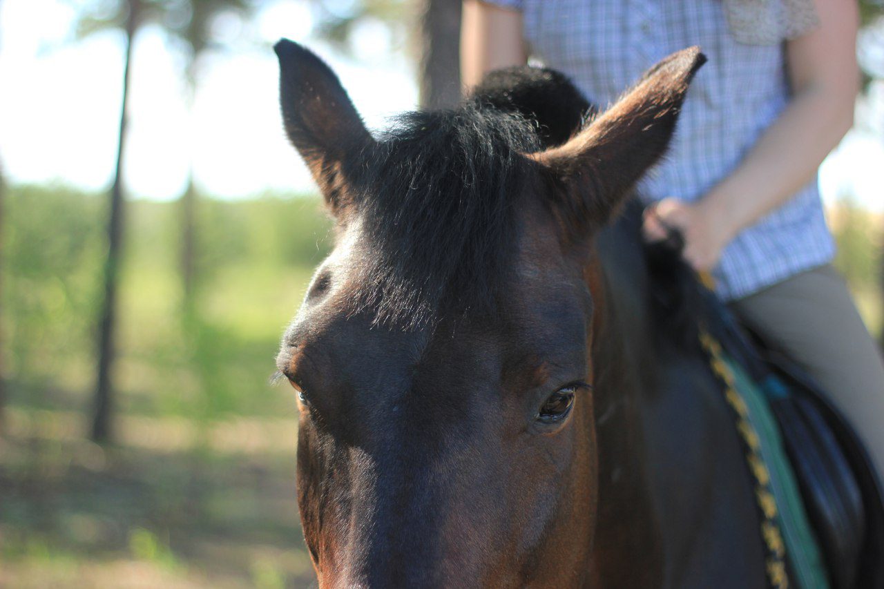 How to teach a horse to handle without a bridle?