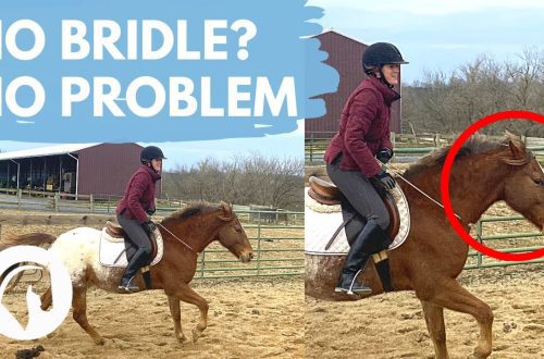 How to teach a horse to handle without a bridle?