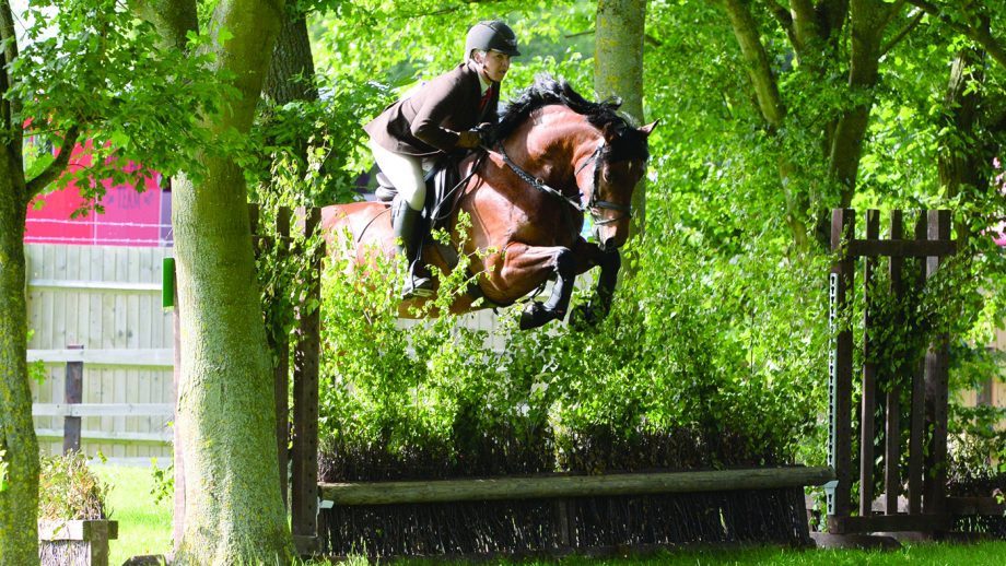 How to teach a horse to jump over a fence