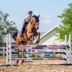How to teach a horse to jump over a fence