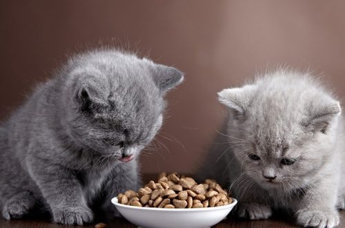 How to teach a kitten to dry food?