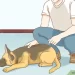 How to wean a dog to pick up objects on the street