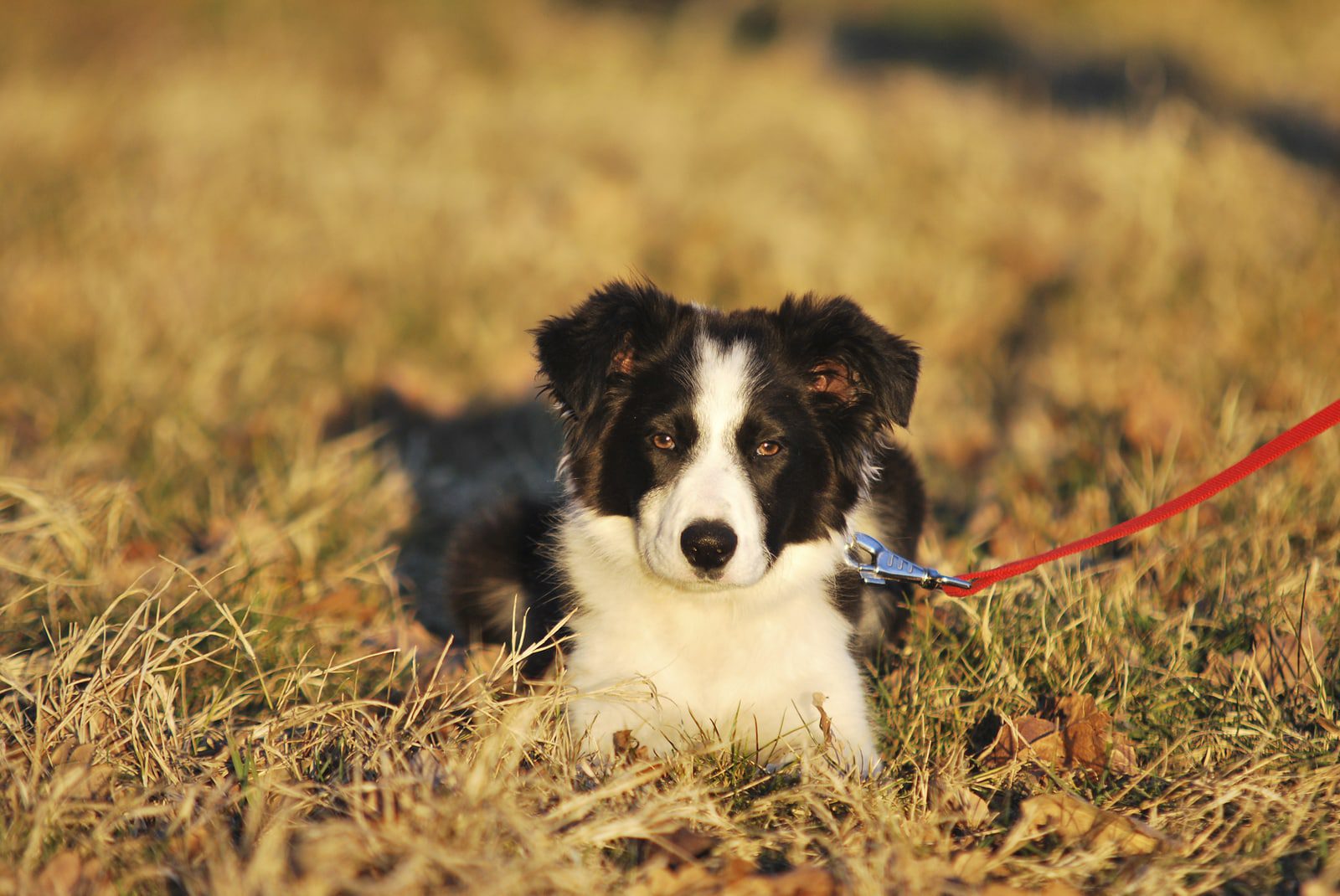 How to teach a puppy to a leash?