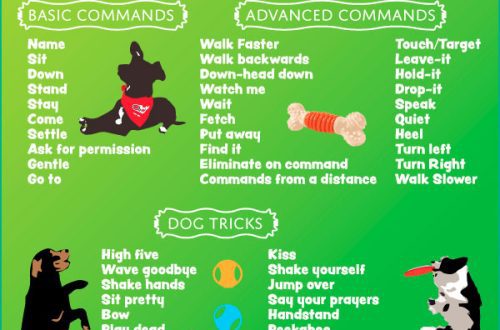 How to teach your dog basic commands, including the “voice” command
