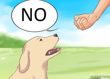 How to teach your dog the no command
