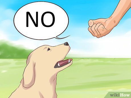 How to teach your dog the no command