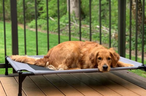 How to teach your dog the “place” command indoors and outdoors