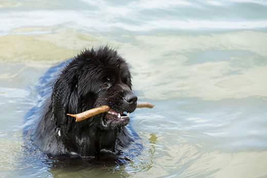 How to teach your dog to swim and do it safely