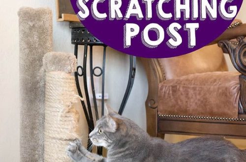 How to train a cat to a scratching post