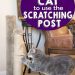 Cat Training: Using Clickers