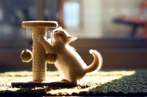 How to train a cat to a scratching post. So that furniture and wallpaper do not suffer