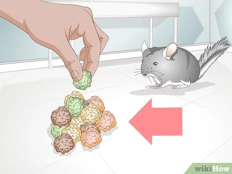 How to train a chinchilla at home