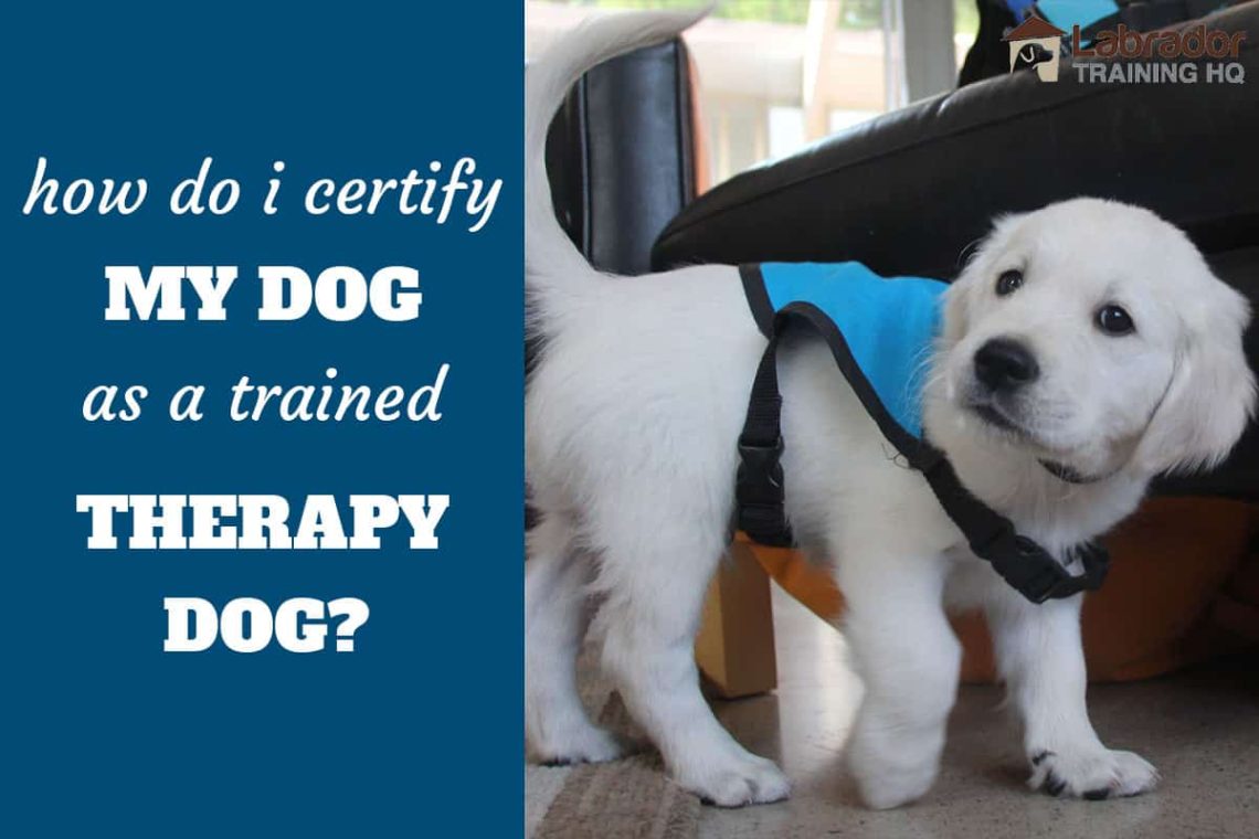 How to train a dog to be a therapist and get certified
