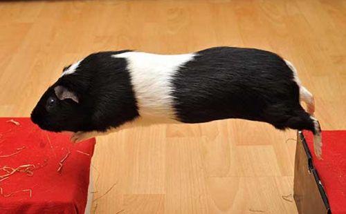 How to train a guinea pig at home