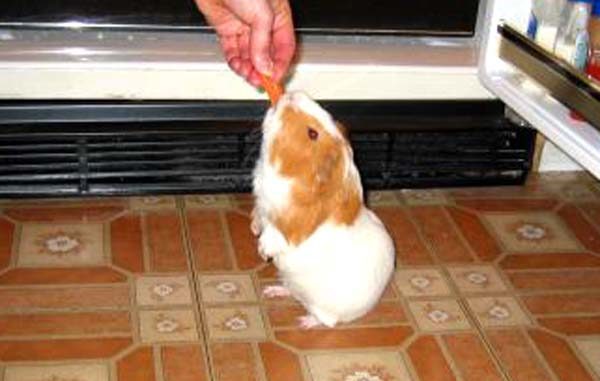 How to train a guinea pig at home