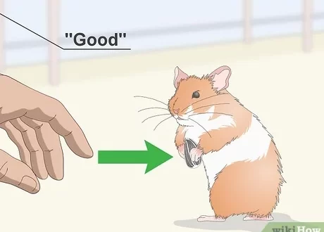 How to train a hamster at home, is it possible to teach tricks and teams of jungars and Syrians
