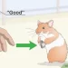 How to comb a hamster and take care of the fur, do I need to trim the fur and claws