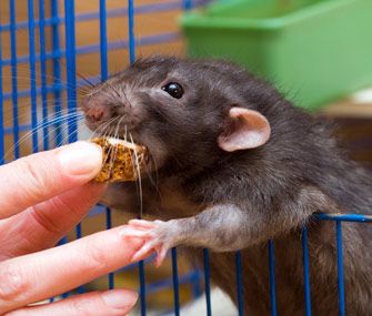 How to train a rat to your hands: step by step instructions