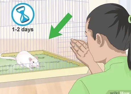 How to train a rat to your hands: step by step instructions