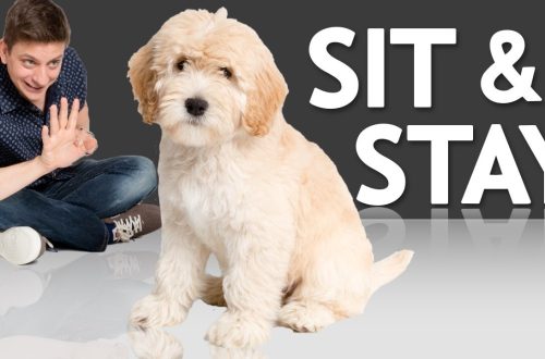 How to train your dog to sit