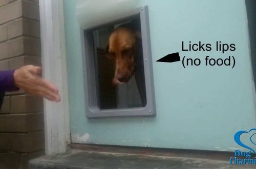 How to train your dog to use the dog door