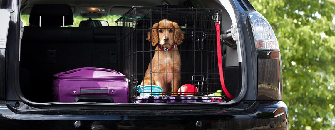 How to travel with a dog by car