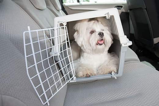 How to travel with a dog by car