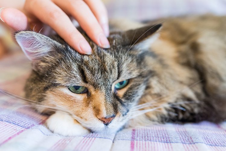 How to treat a cat for fleas and ticks