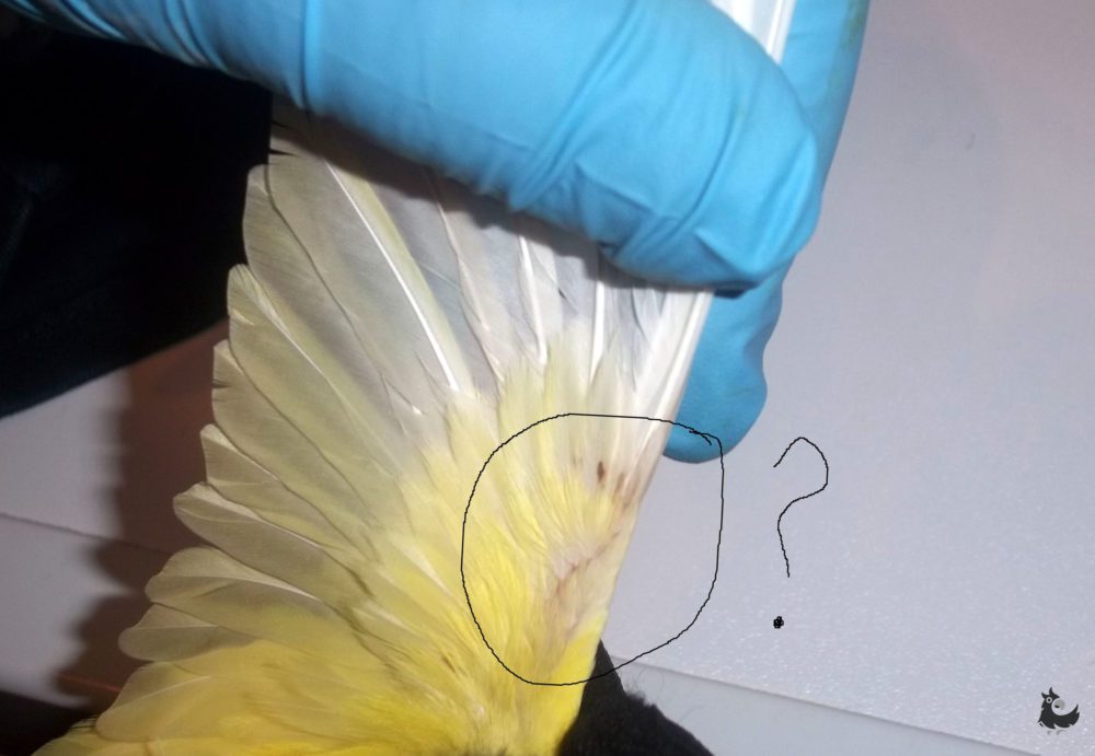 How to treat a chimney mite in a budgerigar?