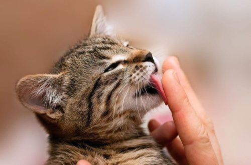 How to treat a kitten?