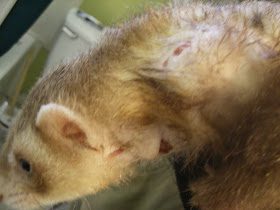 How to treat a wound in a ferret?