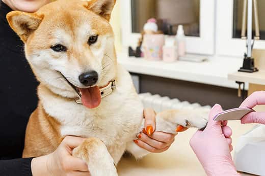 How to trim a dogs nails, or dog manicure