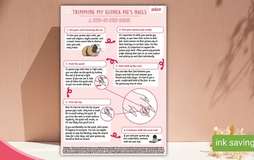 How to trim a guinea pig&#8217;s nails at home: step by step instructions