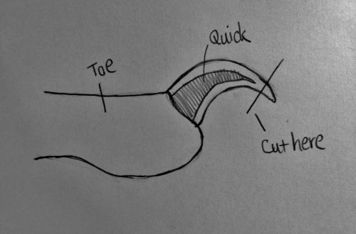 How to trim a rat&#8217;s claws: step by step instructions