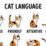 How to understand cat language – basic gestures