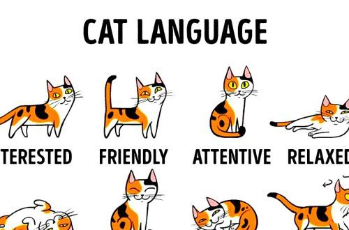 How to understand cat language &#8211; basic gestures