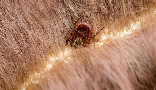 How to understand that a cat has a tick, and how to remove the parasite