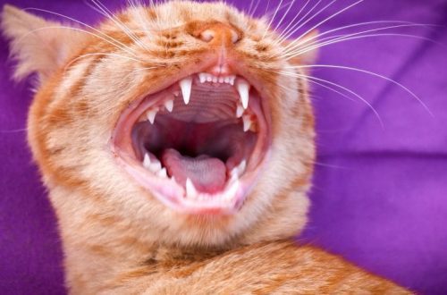 How to understand that a cat has a toothache, and what to expect from dental extractions in cats