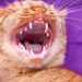 How to give your cat deworming medications