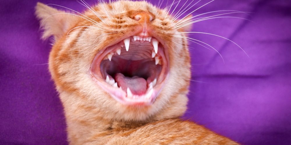 How to understand that a cat has a toothache, and what to expect from dental extractions in cats